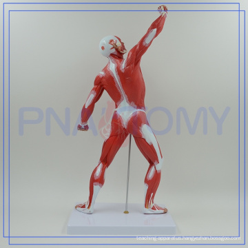 PNT-0341 best selling high quality human muscle anatomy model of Higih Quality
